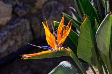 Vibrant bird of paradise flower blooming against a rustic stone wall in bright sunlight