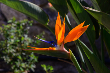 Vibrant bird of paradise flower blooms amidst lush greenery in a sunlit garden setting