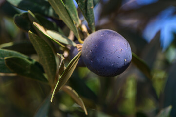 Ripening olives gently dangle from the branches under a clear blue sky in an olive grove during the afternoon sunshine