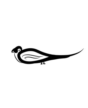 black and white birt