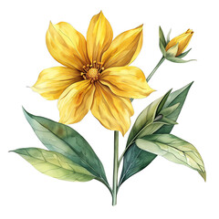 Obraz premium Vintage watercolor yellow flower isolated on white background, old botanical illustration