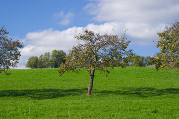 Autumn in the orchard. Colorful leaves on fruit trees.