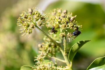 Fototapeta premium Ciclo de polinización: Abeja alimentándose de hiedra
