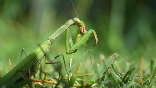 Fotorealistisches Video einer wundersch&ouml;nen Gottesanbeterin beim Essen im Gras mit weichem Hintergrund. Weibchen, Mantis religiosaEuropean Laubheuschrecken Insect