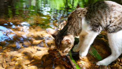 Cat exploring by a stream in nature