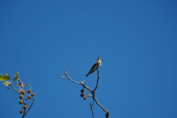 Bird on a tree branch against blue sky, bird in the nature
