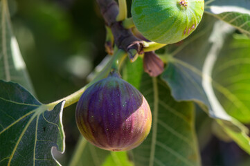 Ripening figs hang gracefully from lush green leaves under the warm sunlight in a vibrant orchard