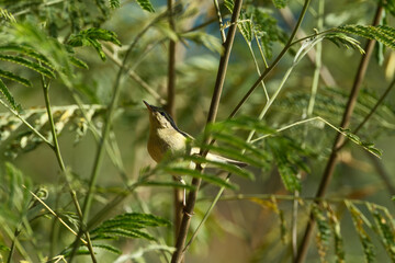 closeup of a chiffchaff on a branch in nature
