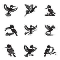 Obraz premium Collection of Belted kingfisher Vector illustration - Belted kingfisher Bird Silhouette Design 