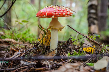 Red Amanita muscaria mushrooms in a forest