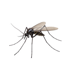 Mosquito, white isolate background