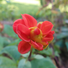 日本で秋にダリアがオレンジ色の花を咲かせています