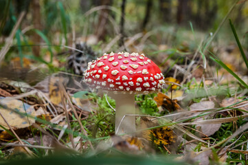 Red Amanita muscaria mushrooms in a forest