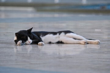 Black and white cat lying down on the floor in the city. A cat lying on the floor in the street.
