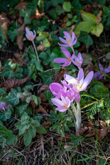Closeup of crocus wild flower