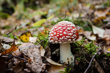 Red Amanita muscaria mushrooms in a forest