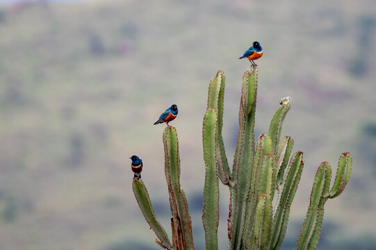 Three starling birds in a cactus in moshi tanzania