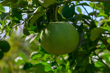 Ripening pomelo hanging from a lush green tree under the bright sunlight in a vibrant orchard