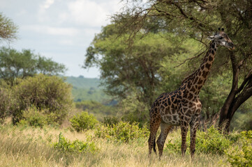 giraffe in the savannah