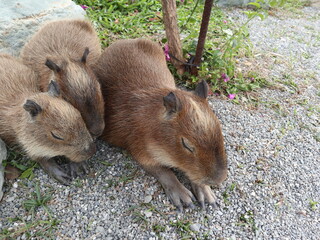 baby capybaras sleeping together to get warm and safety