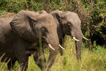Fototapeta premium Two elephant in de bush of lake manyara tanzania
