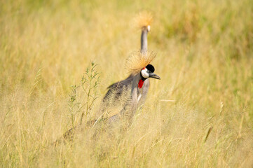 Two crowned crane in the grass in Tanzania