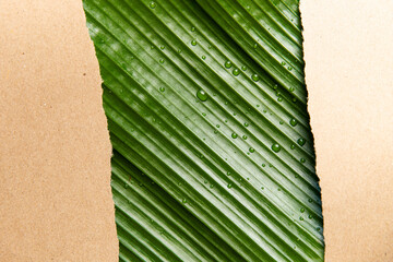 Green leaves, banana leaves, recycled paper, and backgrounds symbolize nature and sustainability,...