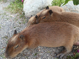 baby capybaras sleeping together to get warm and safety