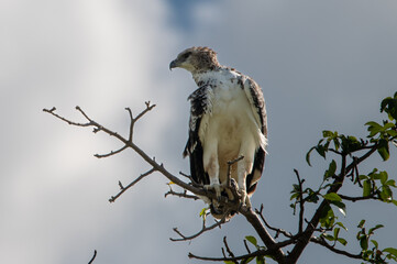 Augur buzzard on a branch in tree in tanzania