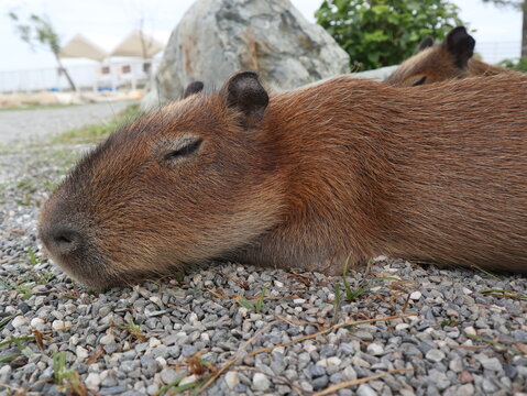 baby capybaras sleeping together to get warm and safety
