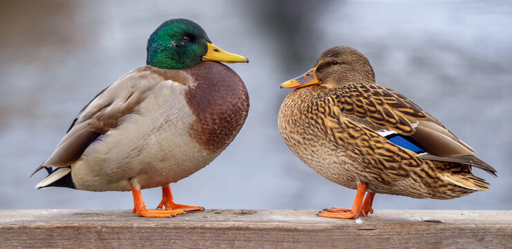 Male and female mallard ducks are sitting on a wooden railing, looking at each other. Close-up, blurred background.