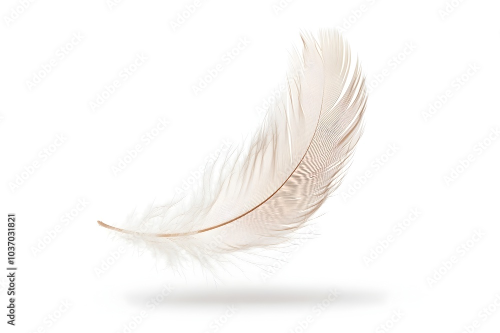 Poster delicate floating feather with soft edges and intricate details on isolated white background