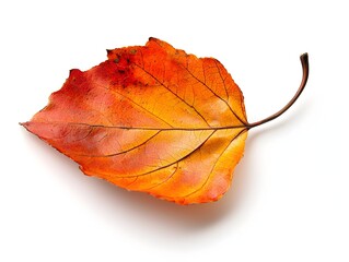 Vibrant Autumn Leaf on Crisp White Background Symbolizing Seasonal Change