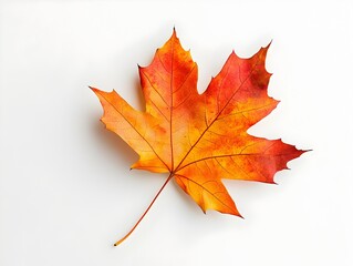 Vibrant Autumn Leaf on White Background Symbolizing Seasonal Change