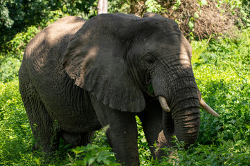 Naklejka premium Elephant in lake manyara np closeup