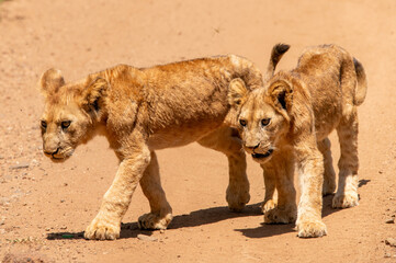 Two lion cubs crossing the road in Tanzania