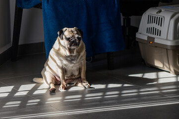 A pug enjoying a moment of sunlight while sitting on a tiled floor beside a pet carrier in a cozy...
