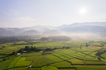 Fototapeta premium Beautiful aerial view natural of the agriculture in green and yellow rice field in rainy season for cultivation in Nan Province, Thailand.