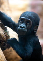 A baby gorilla clings to a branch, gazing curiously at its surroundings with large, shiny eyes. Its soft black fur and calm expression highlight its vulnerability and innocence in the wild environment