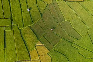 Beautiful aerial view natural of the terraced green and yellow rice field in rainy season for cultivation in Nan Province, Thailand.