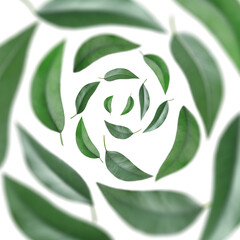 Green leaves swirling in air on white background