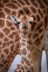 young giraffes 2 weeks old, background giraffe skin, head of young, newborn giraffe , GIRAFFA CAMELOPARDALIS CAMELOPORARDALIS, Nubian giraffe,