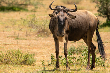 Wildebeats during the great migration in Tanzania