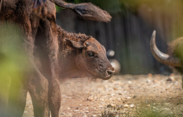 American bison, buffalo, young bison stepping forward, majestic stride, newborn calf, baby, 5 days old, educational photo, dynamic atmosphere, youth, baby ,newborn ,Bos bison ,cute, newborn ,head