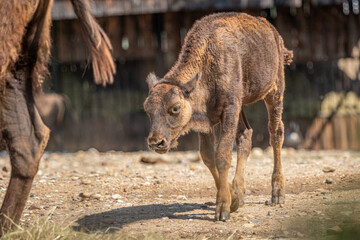 Fototapeta premium American bison, buffalo, young bison stepping forward, majestic stride, newborn calf, baby, 5 days old, educational photo, dynamic atmosphere, youth, baby ,newborn ,Bos bison ,cute, newborn ,beautiful