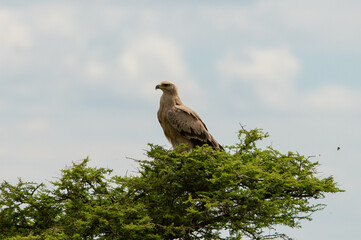 Golden eagle in the top of a tree in Ndutu Tanzania