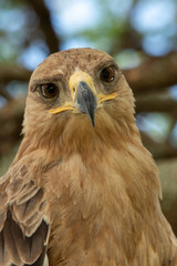 Close up of an golden eagle in Tanzania