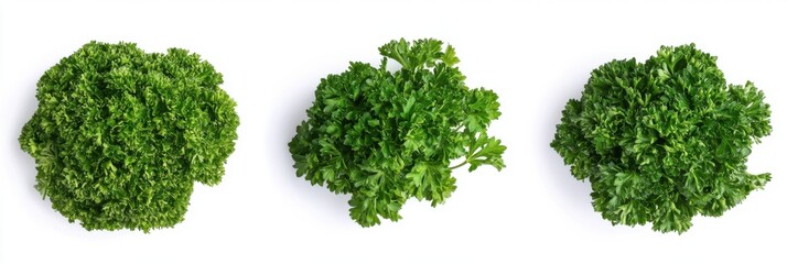 Obraz premium Three fresh green parsley bunches on white background, top view