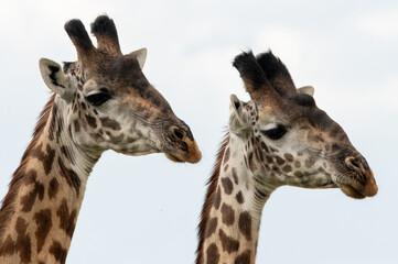 Closeup, portrait, of two giraffe