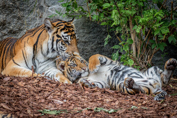 A Sumatran tiger cub (Panthera tigris sumatrae) playfully swats its mother on the face. This cute moment showcases the playful nature of tiger cubs in their natural environment.,game,fun,play,funny,